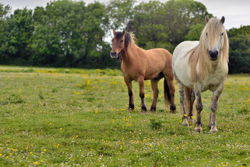 Fototapeta premium chevaux dans une pâture