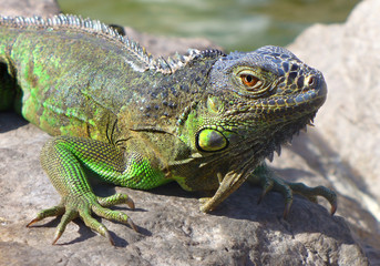 Young Iguana male laying on a driveway taking the early morning sun