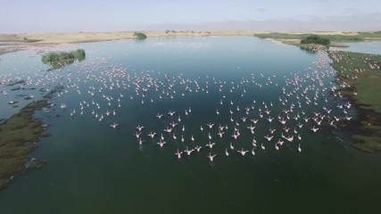 Survol d'un groupe de flamands roses