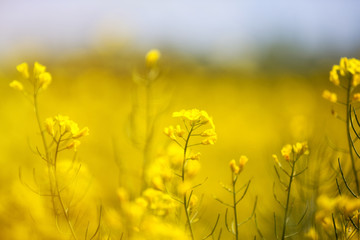 yellow rapeseed oil flowers
