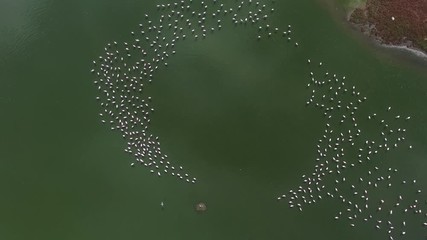 Plan aérien de flamands roses