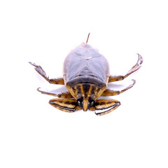 Giant water bug on white background