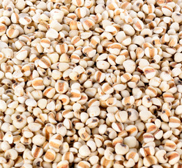 Millet on white background