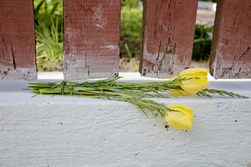 yellow tulips, simple composition