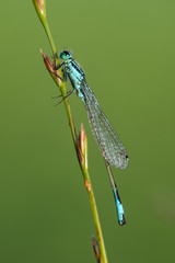 Libellula  azzurra isolata su uno stelo di  una graminacea in un prato verde 