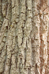Fototapeta premium texture of the old wood,