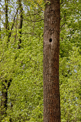 tree in a forest with a hollow