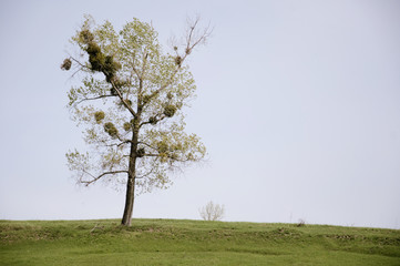 tree in the  field