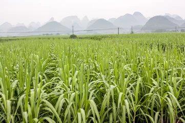 Muurstickers Lush green fields with oddly shaped Karst mountains in the background at Yangshuo, near Guilin, Guangxi province, China © MediaNation.online