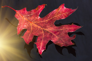 Fototapeta premium Red leaf on dark background