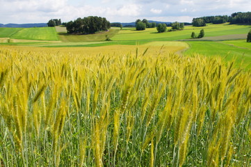 Kornfeld im Waldviertel