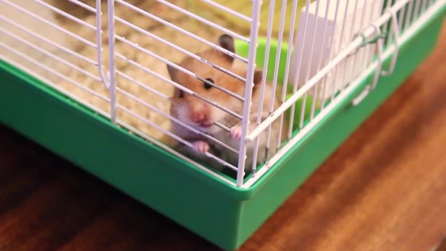 Video brown Syrian hamster gnaws inside a cage, eager to freedom
