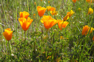 Wild Orange Tulips  for beautiful background or texture