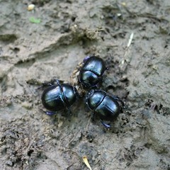 Three dor beetle in the park