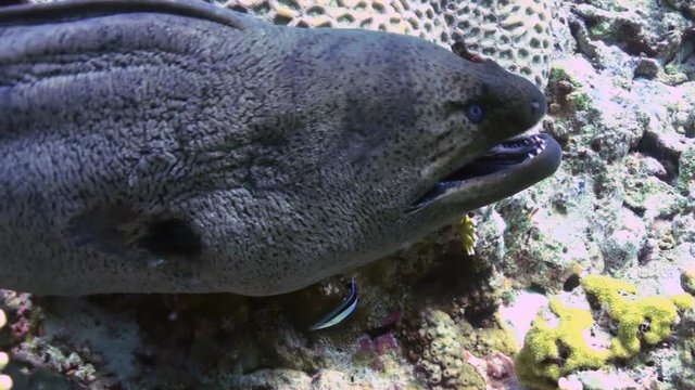Giant Moray Eel with dislocated jaw comes partially out of hole on Coral Reef. Amazing, beautiful underwater marine sea world Red Sea and life of its inhabitants, creatures and diving, travels.