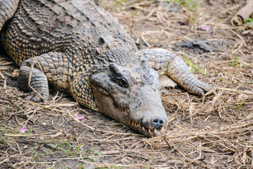 Cuban crocodile in natural wild enviroment