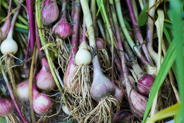 Some garlic bulbs with tops on the ground.