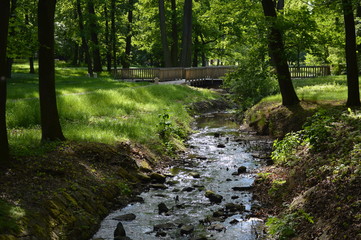 Forest Stream with Bridge