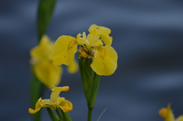 Yellow iris (Iris pseudacorus)