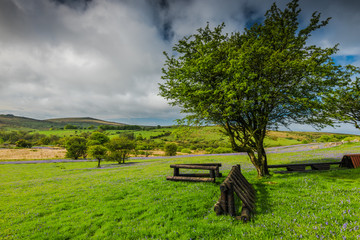 Wild meadow and hills with bluebells