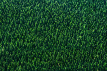 background of forest with trees pattern