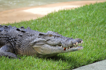 Leistenkrokodil (Crocodylus porosus)