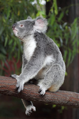 Fototapeta na wymiar Koala (Phascolarctos cinereus)