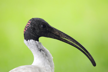 Molukkenibis (Threskiornis molucca)