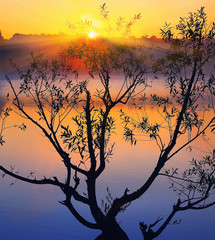 Silhouette of lonely tree growing in a pond at sunrise