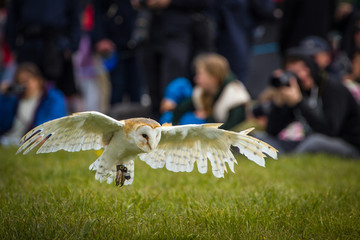 Barn Owl Flying Front On
