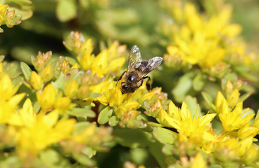 Bee on yellow flowers
