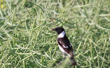 Stonechat with trophy 