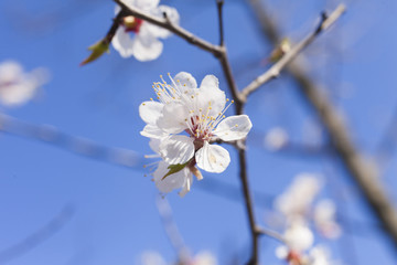 Beautiful spring flowers