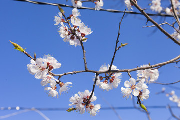 Beautiful spring flowers