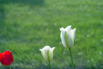 Weiße Tulpen mit Rasenhintergrund