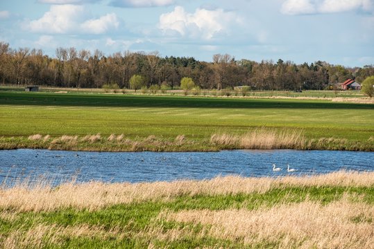 Altarm der Elbe zwischen Marschwiesen, Schilffl&auml;chen und Wald mit Enten und H&ouml;ckerschw&auml;nen, nahe Dannenberg (Elbe), Biosph&auml;renreservat Elbetal, Niedersachsen, Deutschland