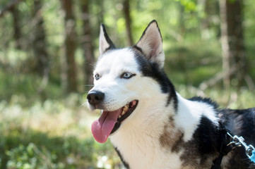 Husky dog in a forest portrait