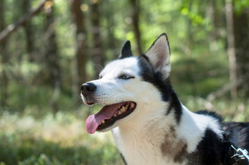 Husky dog in a forest portrait