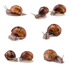 Snails, garden snail collection. Snails (Helix pomatia) isolated on white background.
