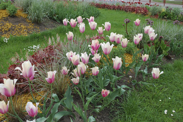 Big pink tulips on the flowerbed, sprinkler with yellow dyed mulch. Ornamental plants for...