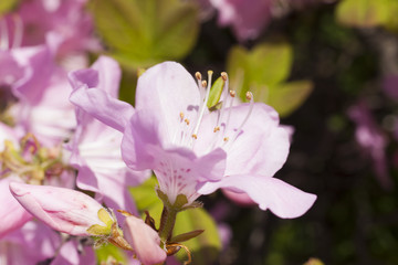 Obraz premium Beautiful spring flowers