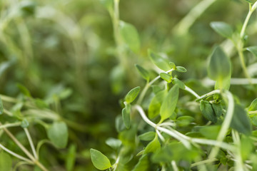 Old wooden table with fresh Thyme