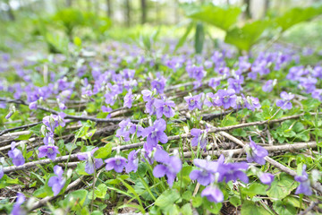 群生するタチツボスミレ(Viola grypoceras)
