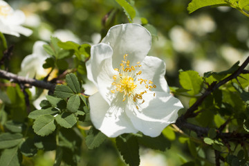 Beautiful spring flowers