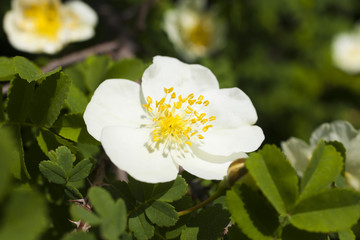 Obraz premium Beautiful spring flowers