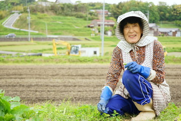 Senior woman growing organic fresh vegetables in the garden / 畑で野菜作りをする高齢者 収穫 栽培 野菜 おばあさん おじいさん 農業 趣味
