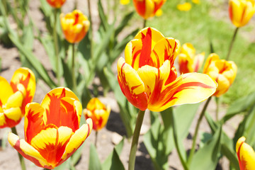 Beautiful spring flowers
