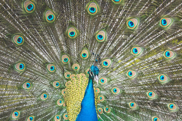 Obraz premium Peacock with beautiful expanded feathers