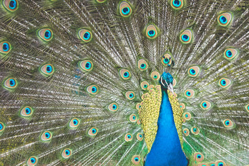 Obraz premium Peacock with beautiful expanded feathers