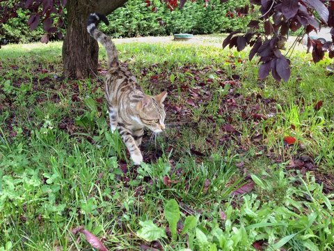 gatto avanza silenzioso nel prato